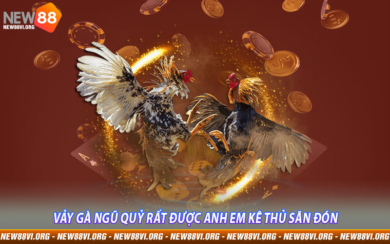 Vảy Gà Ngũ Quỷ rất được anh em kê thủ săn đón