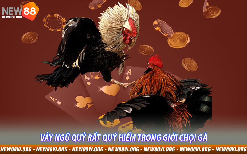 Vảy ngũ quỷ rất quý hiếm trong giới chọi gà